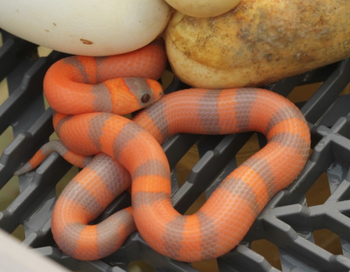 Hypomelanistic Honduran Milk Snake